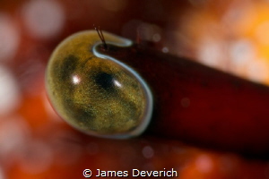 Untitled / Feel free to help me come up with a title for ... by James Deverich 